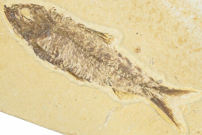 Detailed Fossil Fish (Knightia) - Wyoming #348048